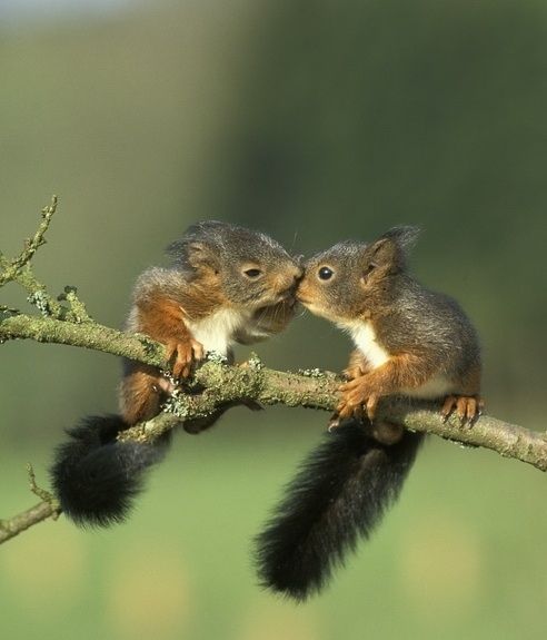 Sweet Baby Squirrel Friends