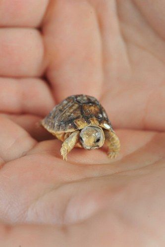 Cute animal pictures: adorable tiny turtle