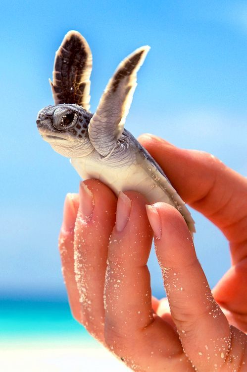 A Baby Turtle Hatchling: "Let me fly my little flippers in The Ocean, where I was born to be..."                                                            (Photo By: Mark Venguerov.) #turtle #baby #animals #adorable