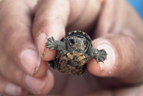 baby turtle, too cute #turtles