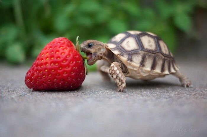 So so so cute! Strawberry nom nom! #Kidorganic #Fruitsandvegetables www.OrganicLearningAdventure.com
