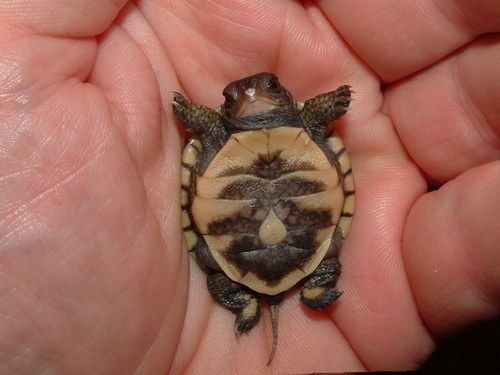 Turtle Baby!!