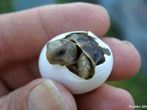 s000z SCIENCE + PINTEREST TIP: Lets see how baby animal coming out of egg does on Pinterest. //Baby sea turtle