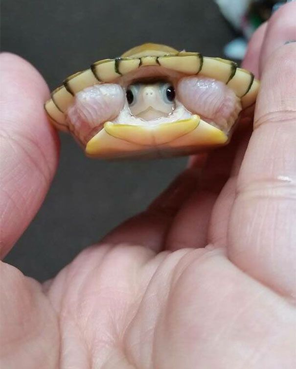 My friend's new baby turtle - Imgur (Aww... looks like a tiny sombrero with a cute little face!) ^_^