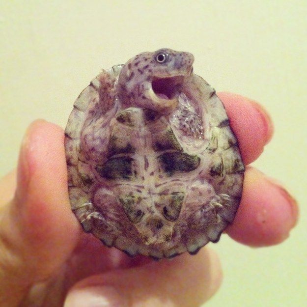 baby turtle Hahah cutest/weirdest thing