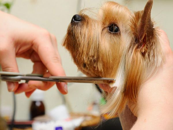 Explore More About How To Trim A Yorkshire Terrier’s Face