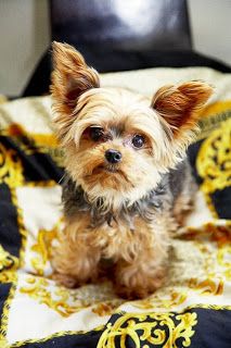 See more Most Popular Yorkshire Terrier Names