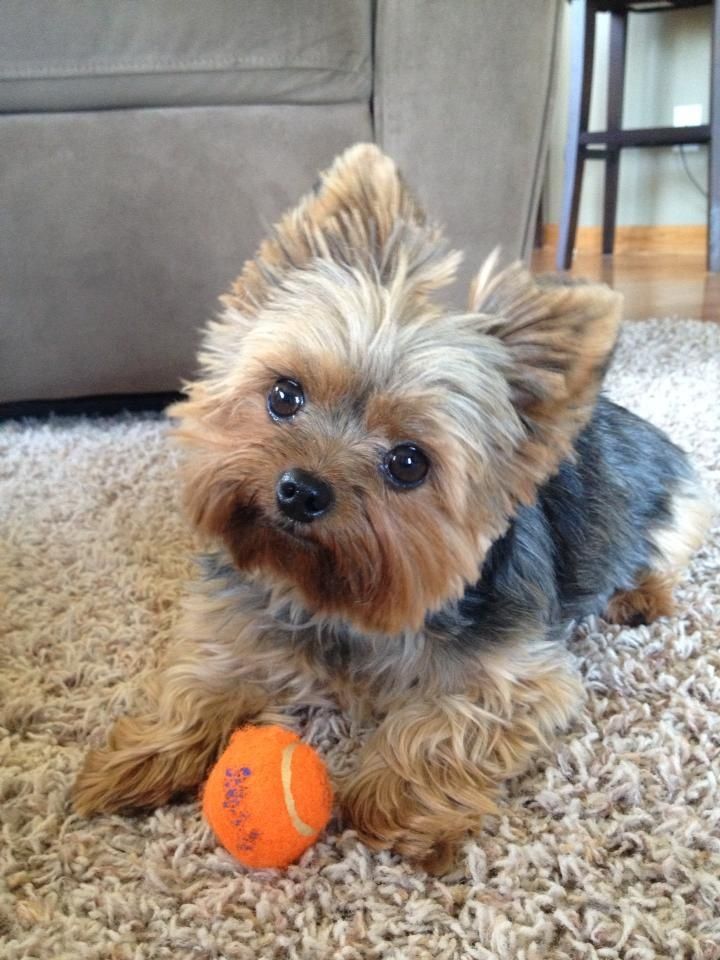 12 Reasons Why You Should Never Own Yorkshire Terriers. JUST TOO CUTE