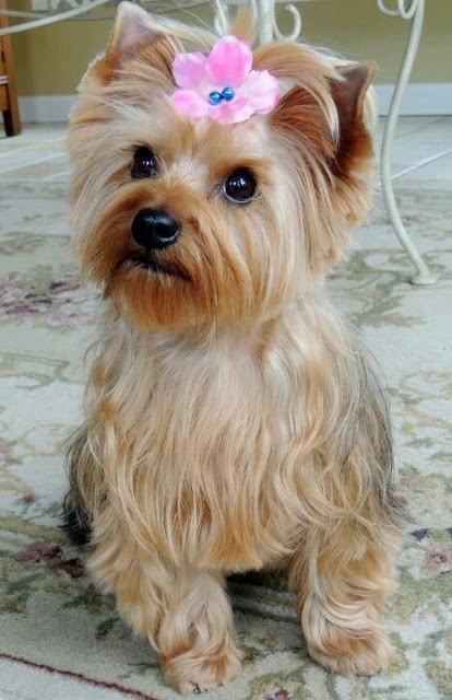 The Morkie: a cross breed mix between a Maltese and Yorkshire terrier.