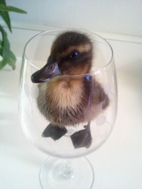 baby duck in my cup #duckling #cute