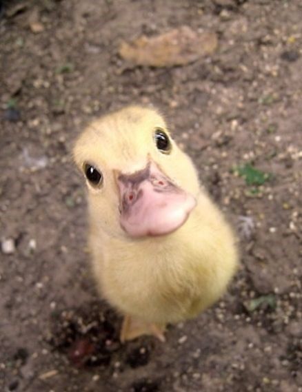 sweet baby duck ...awwww