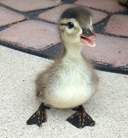 Adorable baby duck