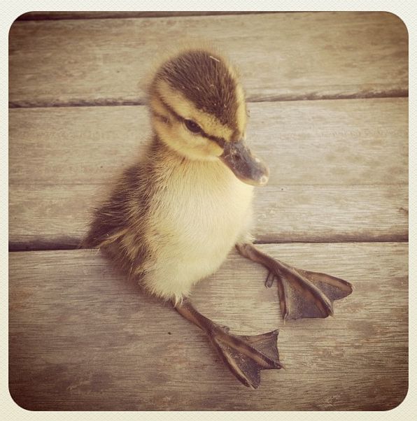 Baby duckling! can totally fit in the bath tub!