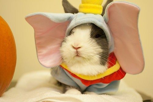 Guinea pig in Dumbo costume.