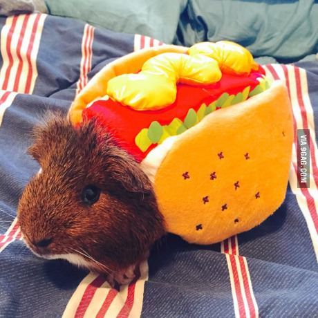 win halloween costume hot dog