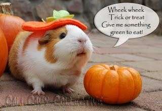 How guinea pigs go trick or treating. Bugsy and Latte will wheek for Halloween carrots!