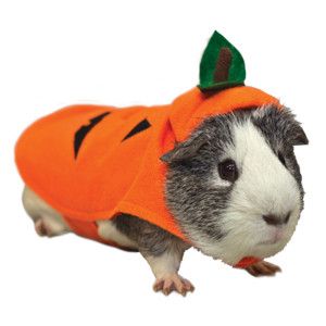 Halloween costume @ PetSmart