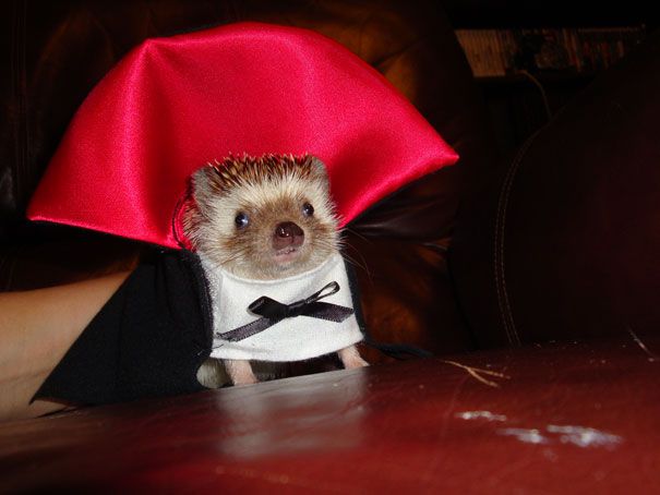 20 Creative and Funny Halloween Costumes For Pets
