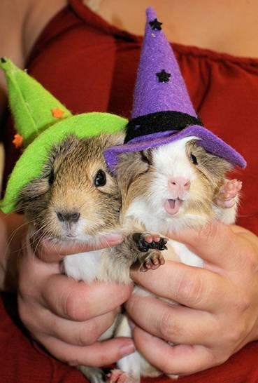 Witchy pigs