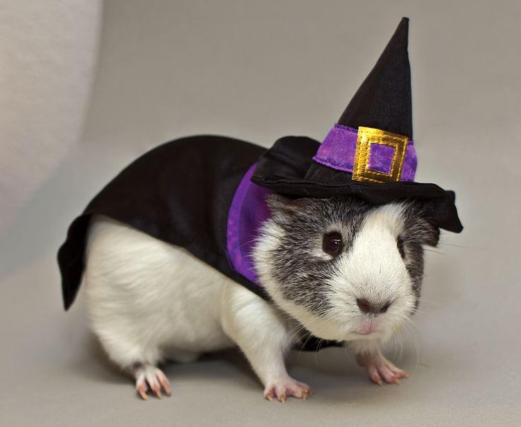 This year even the guinea pigs are getting in on the Halloween fun with pumpkin and witch costumes from PetSmart. (Photo: Business Wire)
