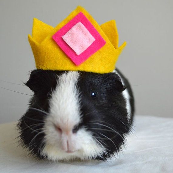 I have the crown, I am the king!      #FLVS #teachers #pet #GuineaPig