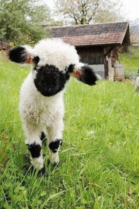 Funny farm animal ( baby sheep)