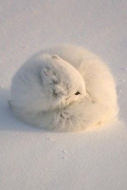 Sleepy Arctic Fox by John Pitcher