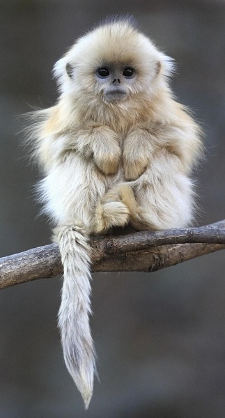 Well doesn't that beat all! Snubnosed monkey, Asia