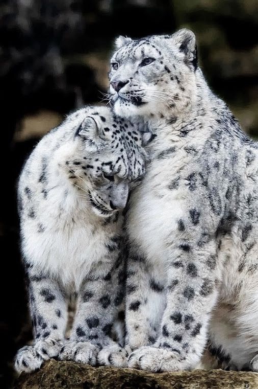 #snowleopard #besties