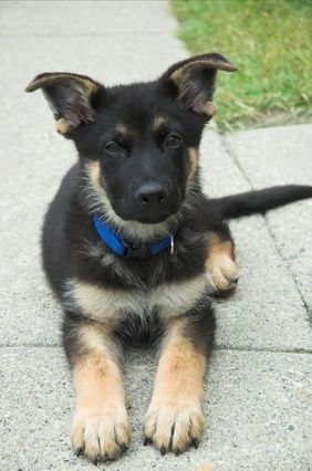 How to Train German Shepherd Puppy thumbnail