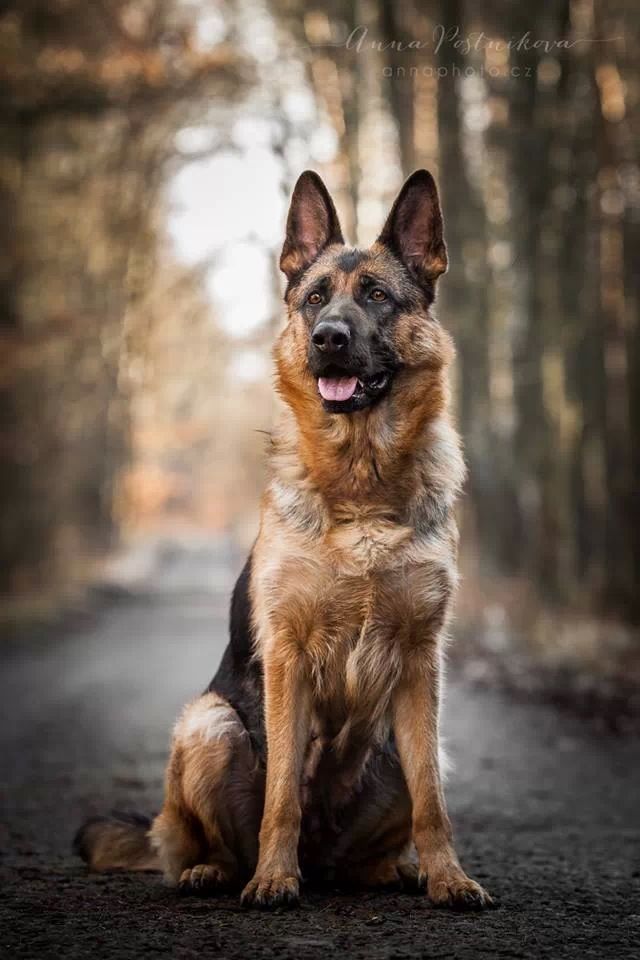 Beautiful German Shepherd Dog! I will own one.