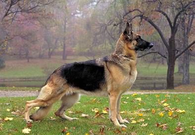 German Shepherd Dog Breed - Favorite....Like our dogs