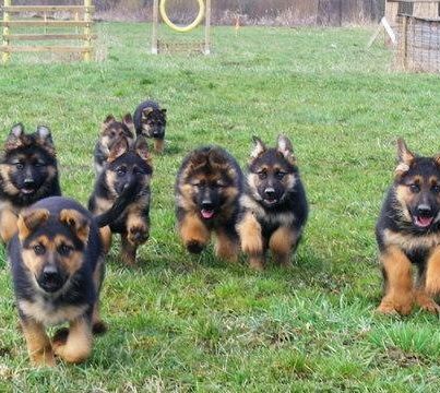 German Shepherd puppies!
