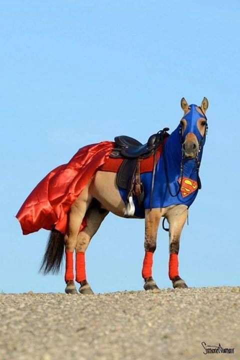 Super horse!
