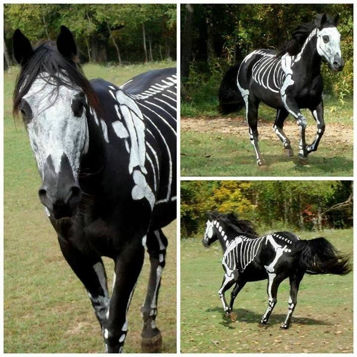 Best halloween costume  Skeleton Horse