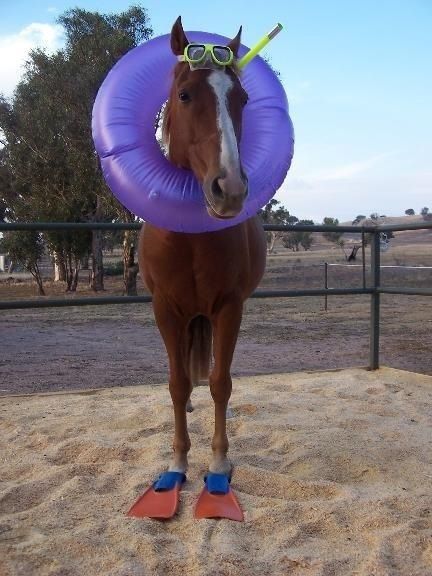 seahorse - next time you have a horse costume party! @Jeannie anthes