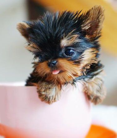Tea Cup puppy. so cute!!!!!!