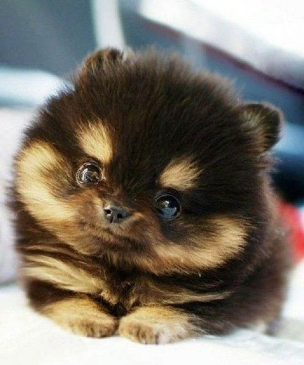 Pomeranians Puppys, Cutest Dogs, I Want Thi, So Cute, Teddy Bears, Teacup Pomeranians, Cutest Puppys, Fluffy Puppys, Cutest Things Ever