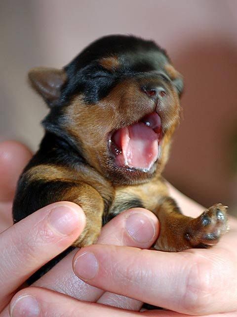 Little Doberman puppy so adorable :) #yawn #baby #dogs #animals #pets #sweet
