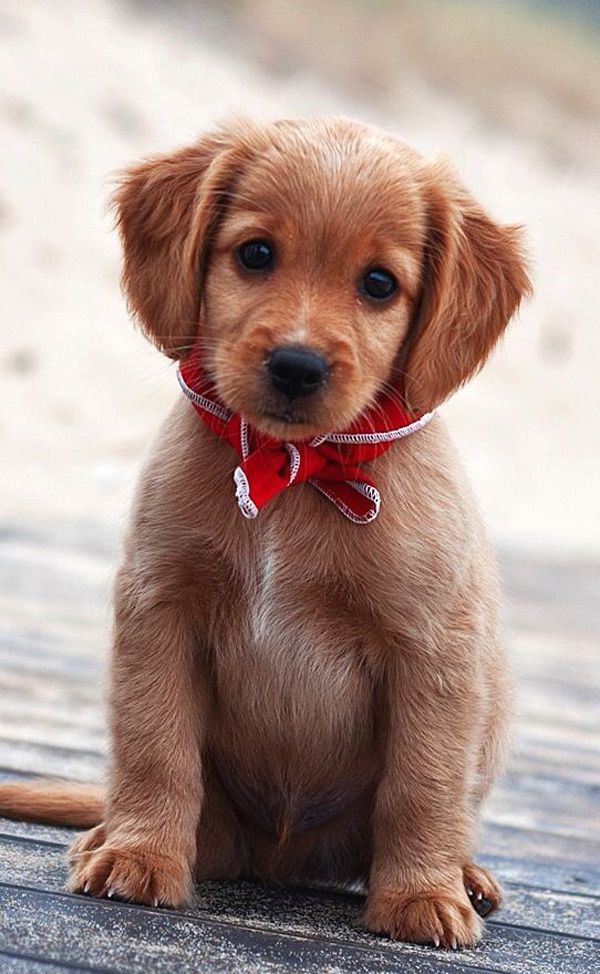 Cute Baby Golden retriever puppy So Sweet face | Cute puppy and dog