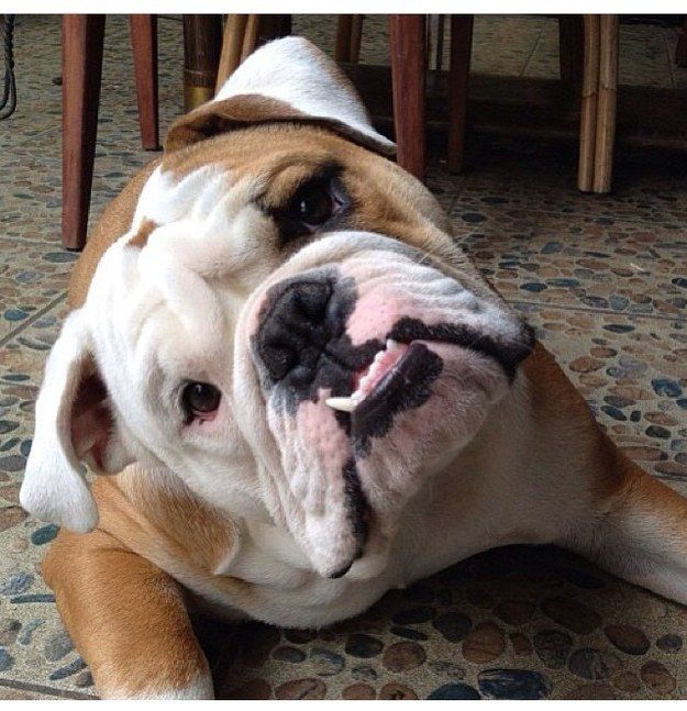 This masterful model. | 31 Photos That Prove Bulldogs Are Beautiful