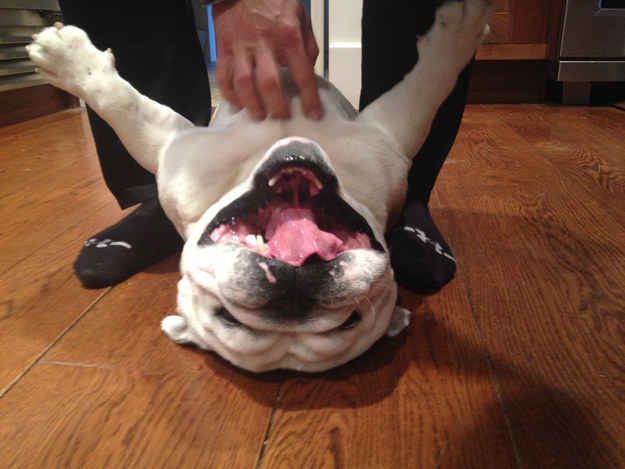 31 Photos that Prove Bulldogs are BEAUTIFUL! (I didn't need proof, but i LOVE this!)