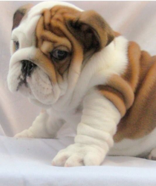 English Bulldog puppy! OMG THE ROLLS!!