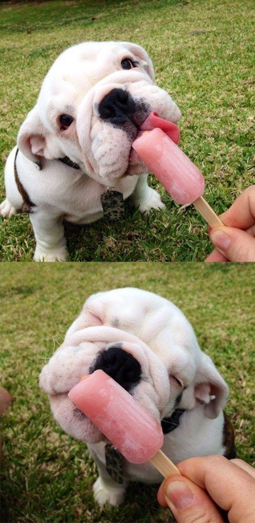 I'd be glad to share my popsicles with this bulldog puppy, so cute!