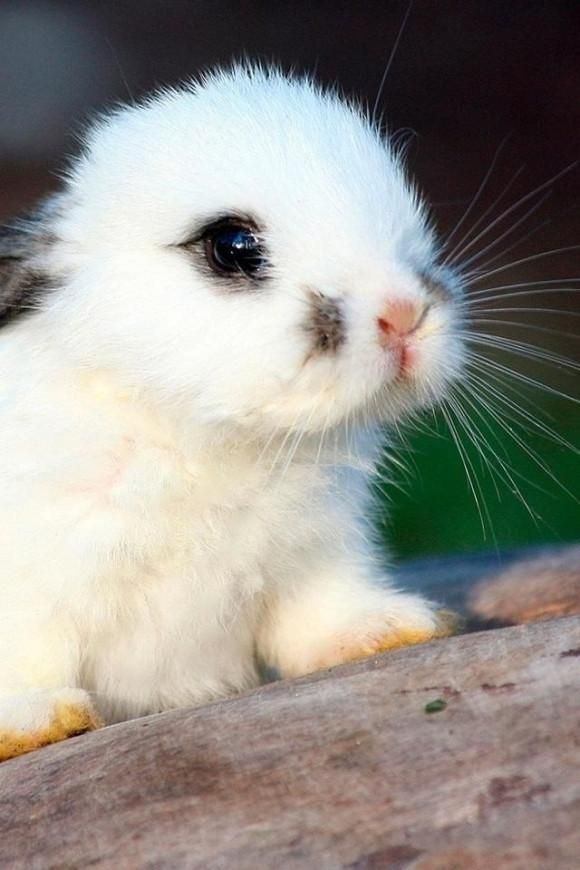sooo cute bunnie
