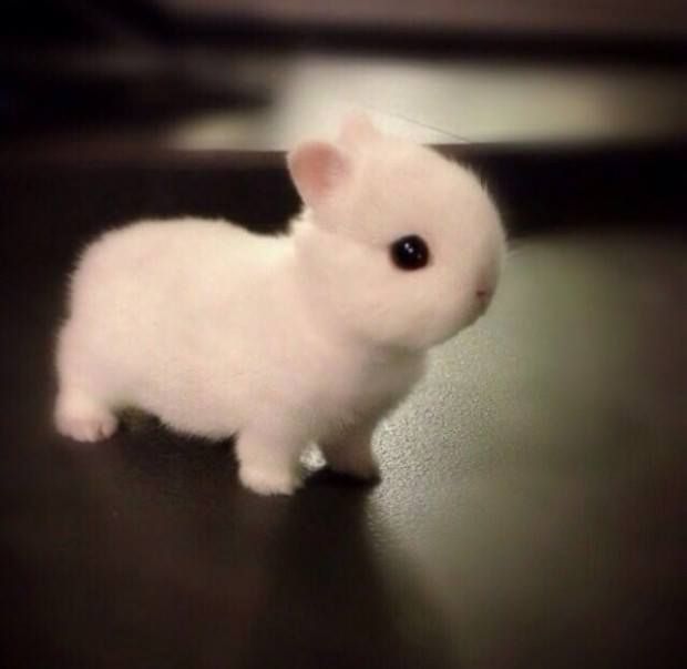 So cute  -  baby netherland dwarf rabbit