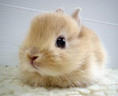 Baby bunny awwwwwww so cute!!!!