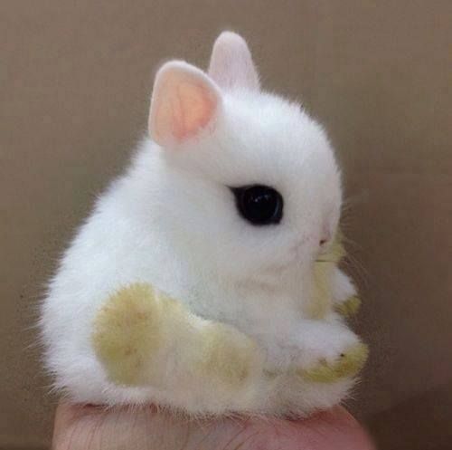 OMG  fluffy baby bunny!!
