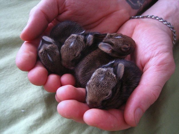 omg tiny little baby bunnies! #Baby Animals #cute baby Animals
