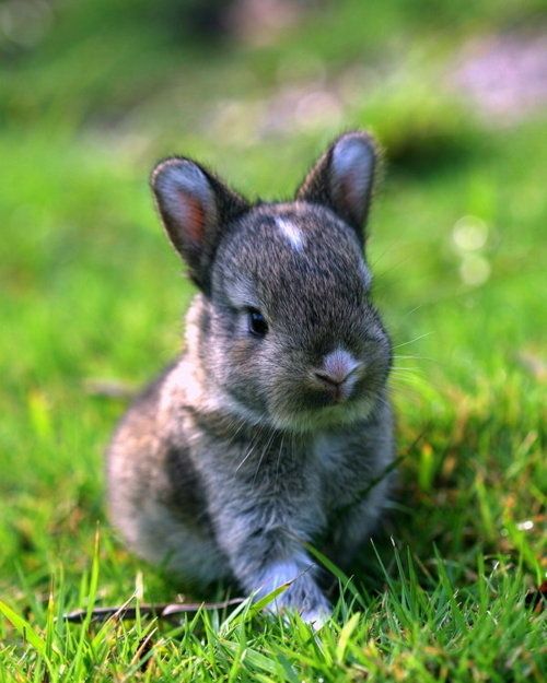 omg look at this baby bunny, dont you just want to pet it? :)